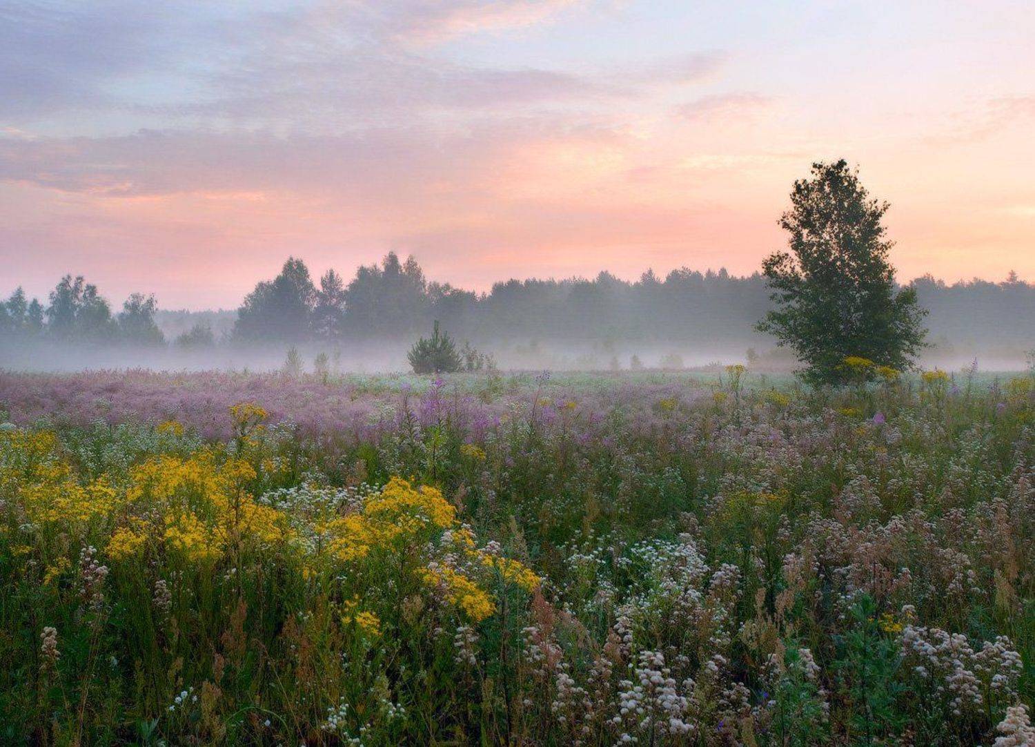 , Дмитрий Алексеев