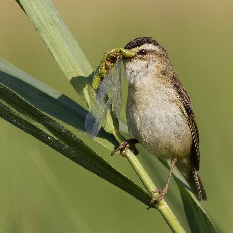 , Ляпустин Юра