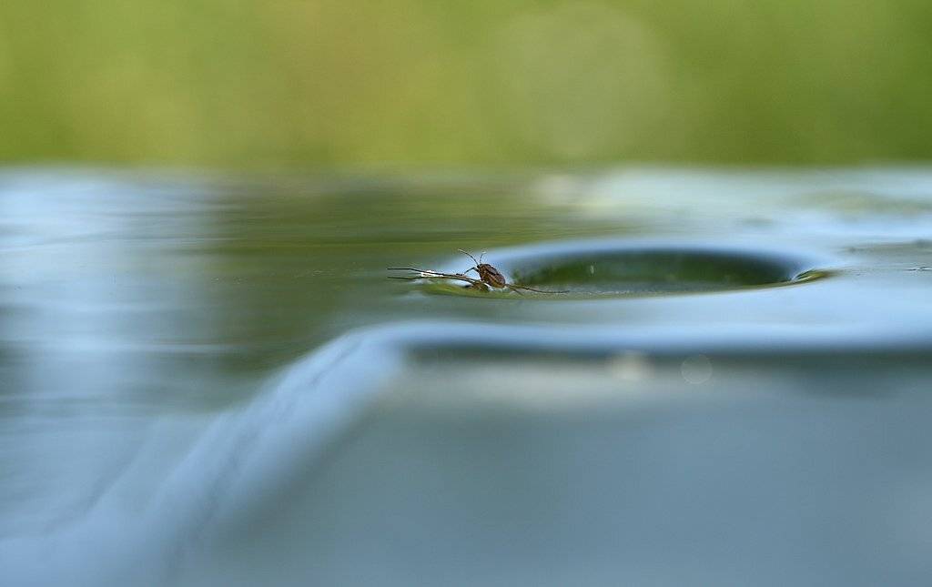 , Сергей Таланов