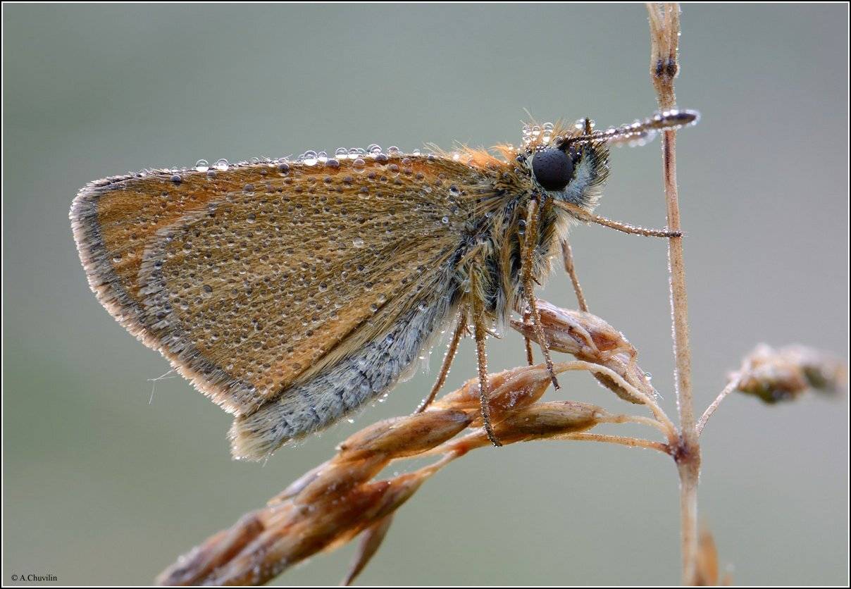 бабочка,толстоголовка,роса,промокла, Александр Чувилин