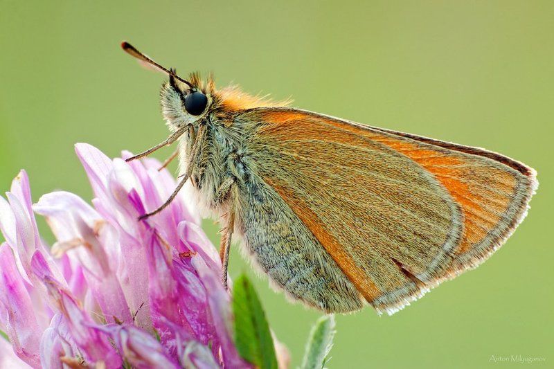 Macro, Бабочка, Макро, Насекомые Толстоголовка фото превью