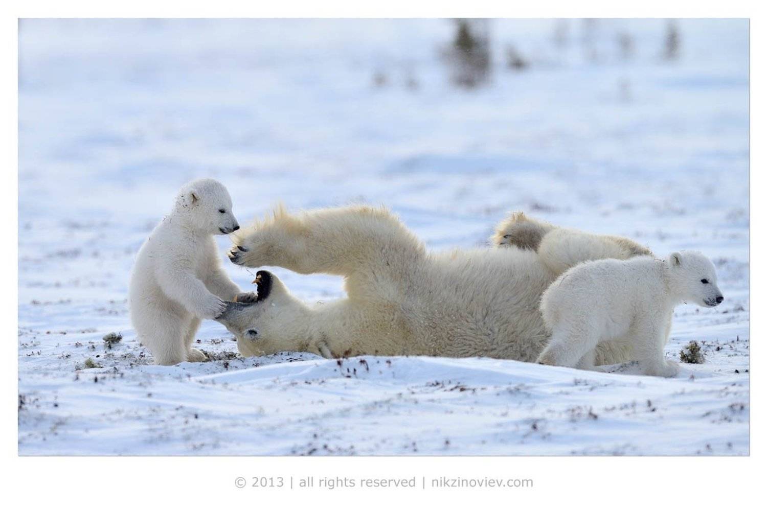 , Николай Зиновьев