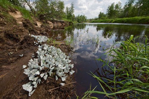 Pro царство бабочек…