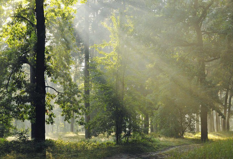 По утреннему лесу фото превью