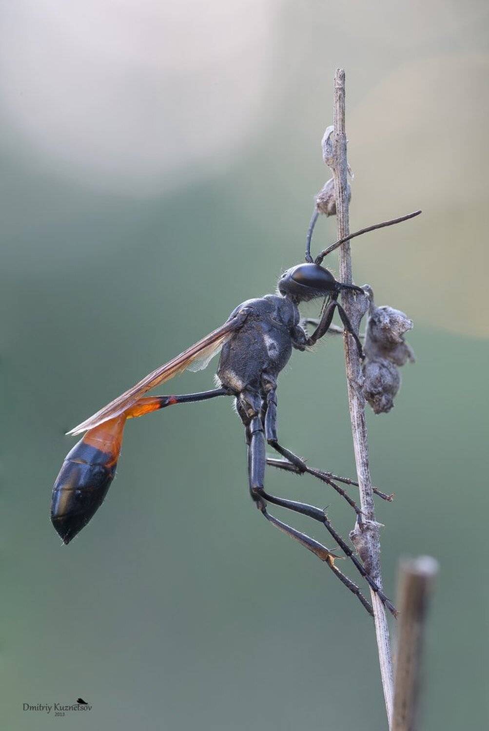, Кузнецов Дмитрий