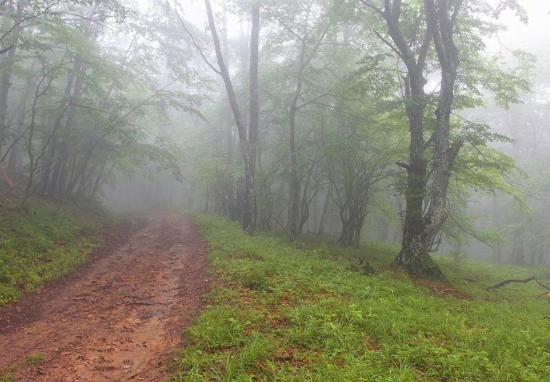 Туман фото превью