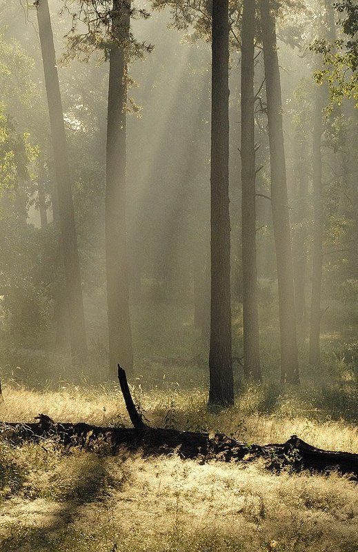 Заготовка Буратино фото превью