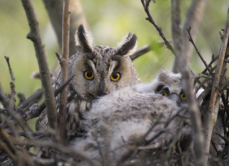 Большой брат - 2 фото превью