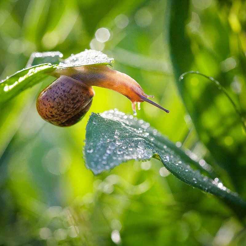 На водопой... фото превью