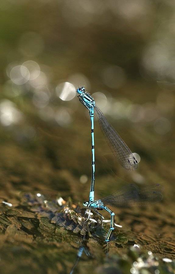 , Сергей Таланов