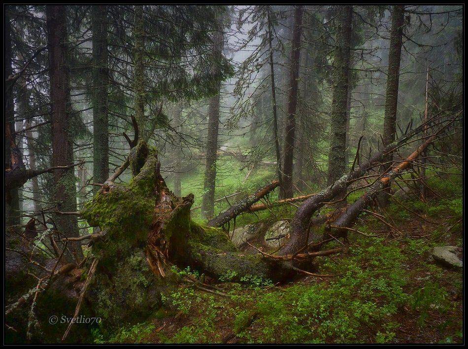 bulgaria, vitosha, Svetoslav