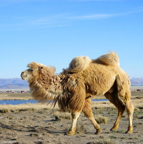 Обитатели Чуйской степи