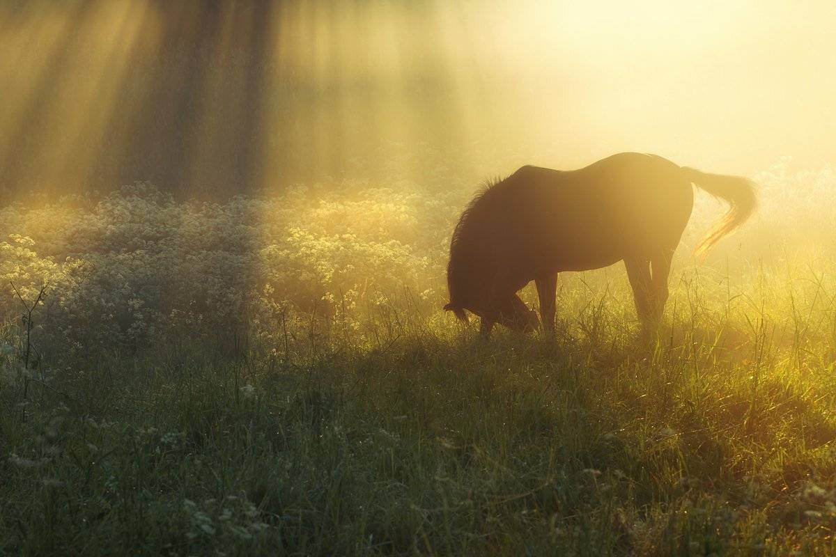 , Rimantas Bikulcius