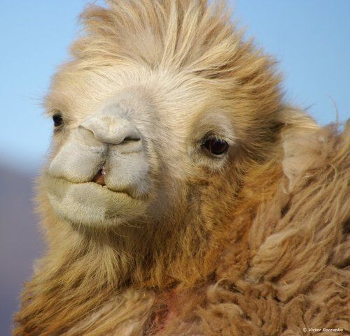 Чуйские модели