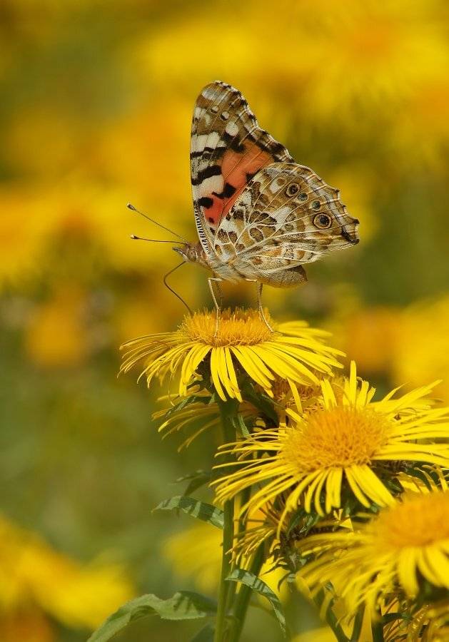 , Чепленко Алексей