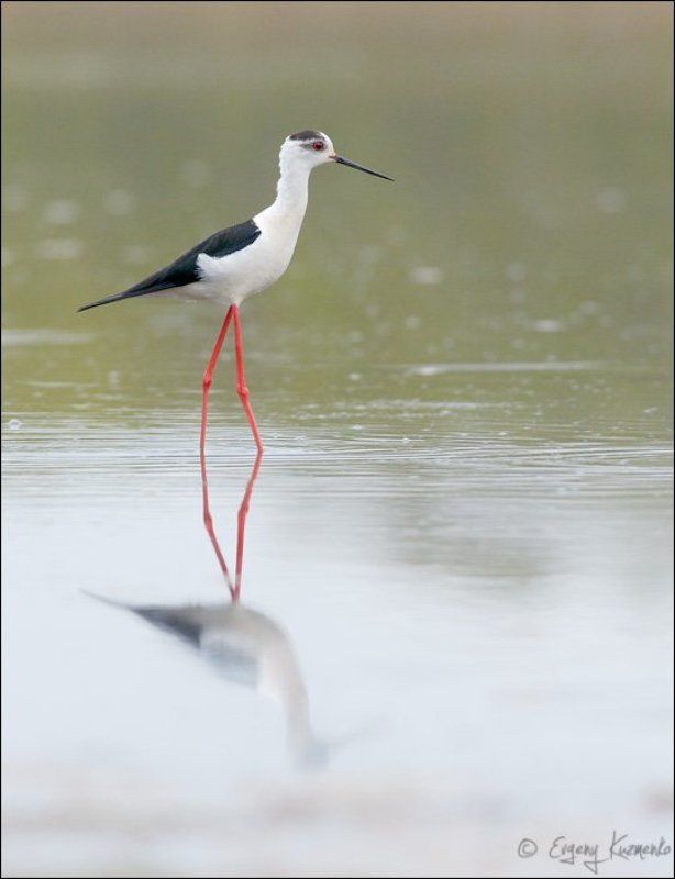 Ходулочник фото превью