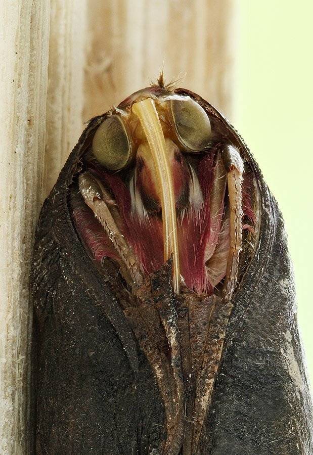 , Сергей Таланов