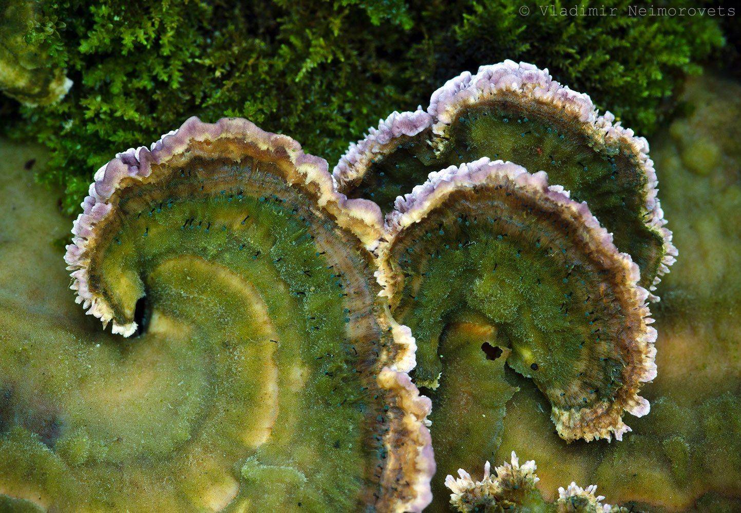 , Vladimir Neimorovets