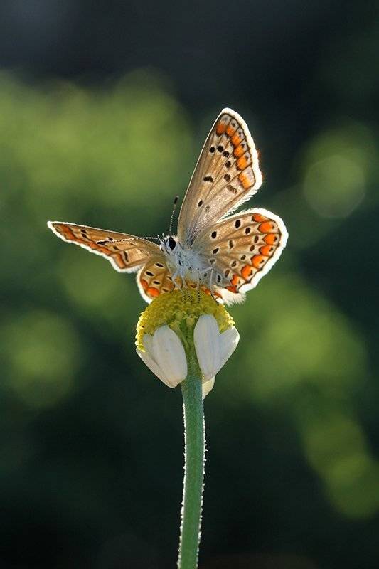 , mehmet