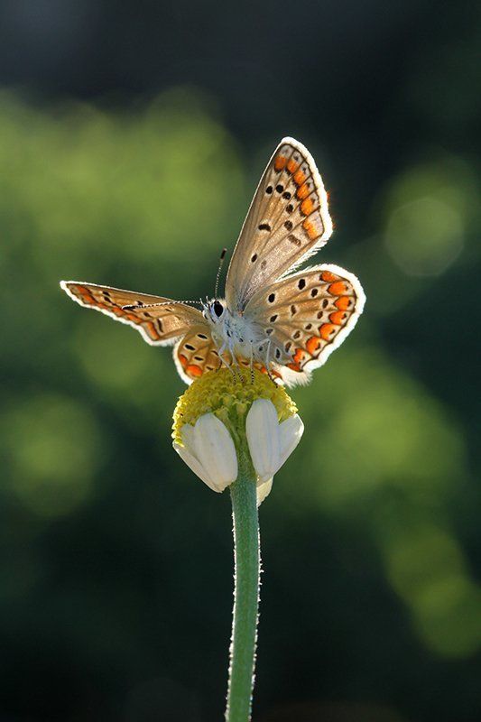 SUMMER SUN фото превью