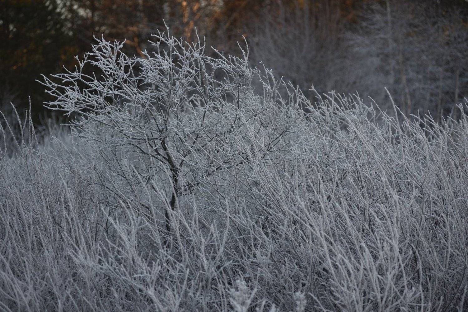 , Григорий Пиль