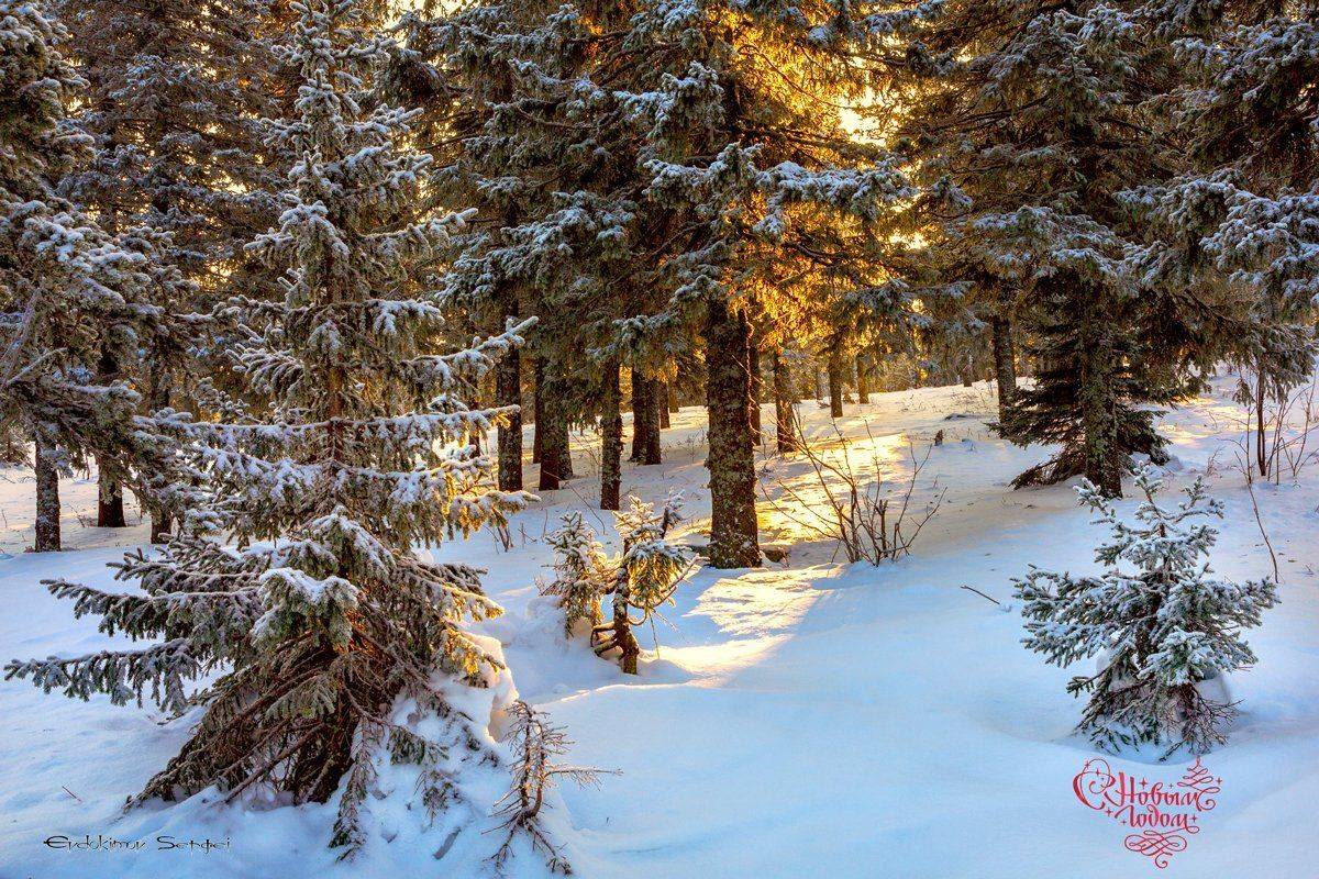 , Сергей Евдокимов