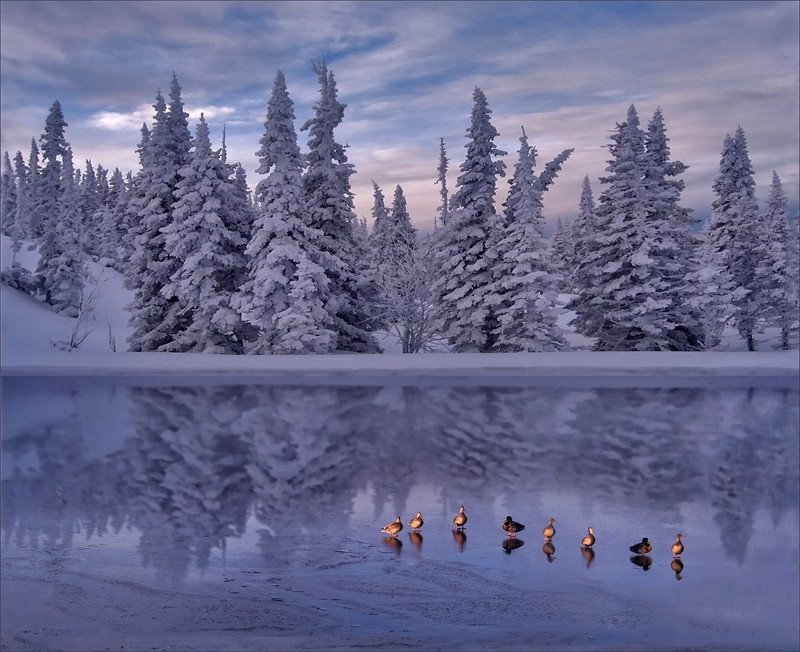 Лебединое озеро фото превью