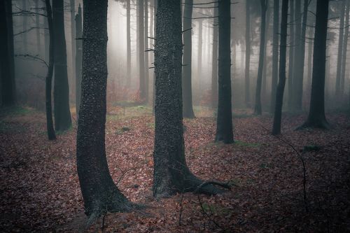 Twin trees