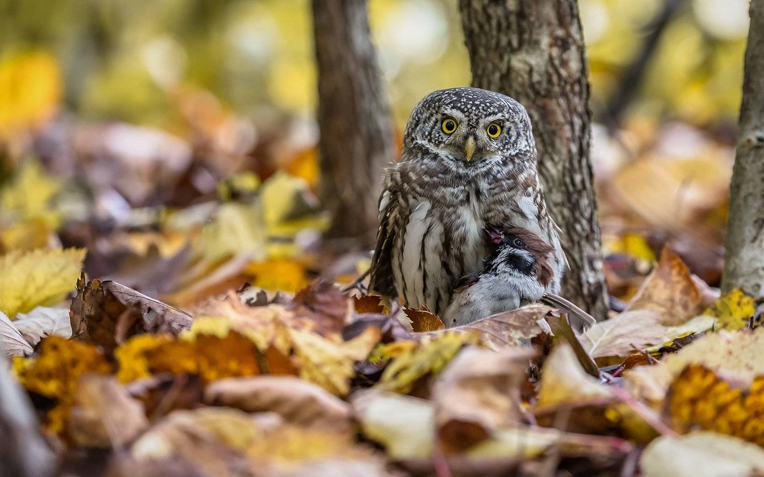 сыч, воробьиный сыч, воробей, хищная птица, птица, птицы россии, орнитология, дикая природа, фото охота, дикая птица, дикая природа, глаза, клюв, когти, дерево,белая, пестрая, редкая птица, красная книга,, Victor Dubinkin