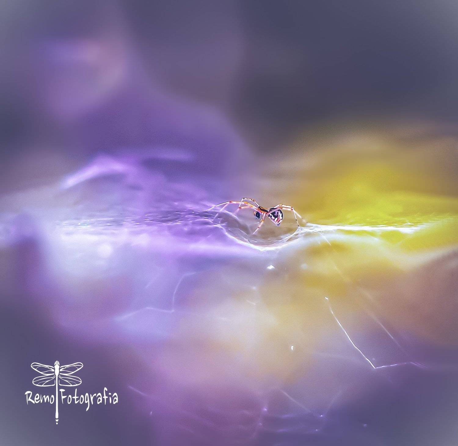 , Nowakowski Remigiusz