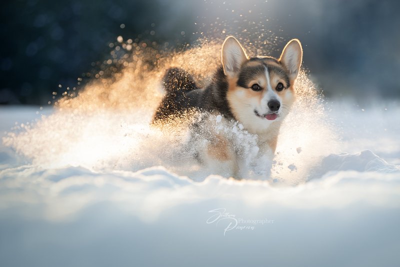 Зимний Коржик:) фото превью
