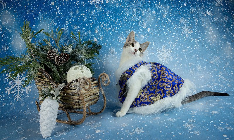 кошка, котенок, сats, домашнии любимцы, котенок, kitten, новый год, праздник, Сэйдж. Всех С Наступающим Новым Годом! фото превью