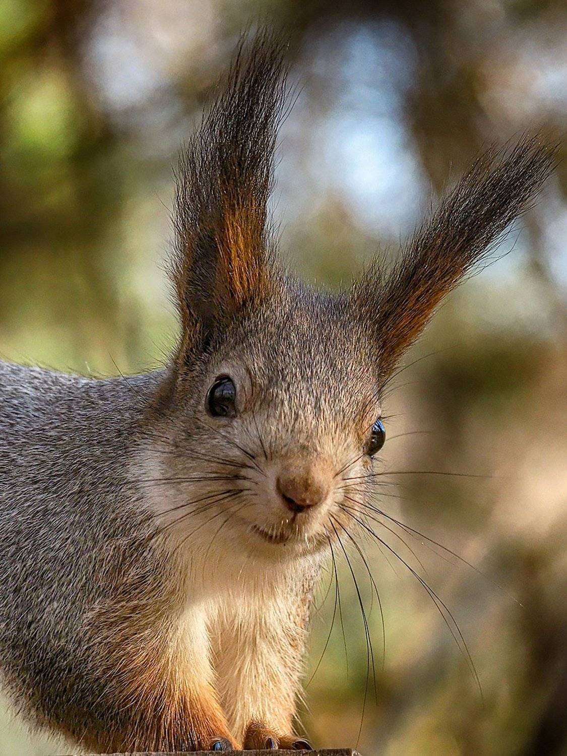 , Сергей Духанин