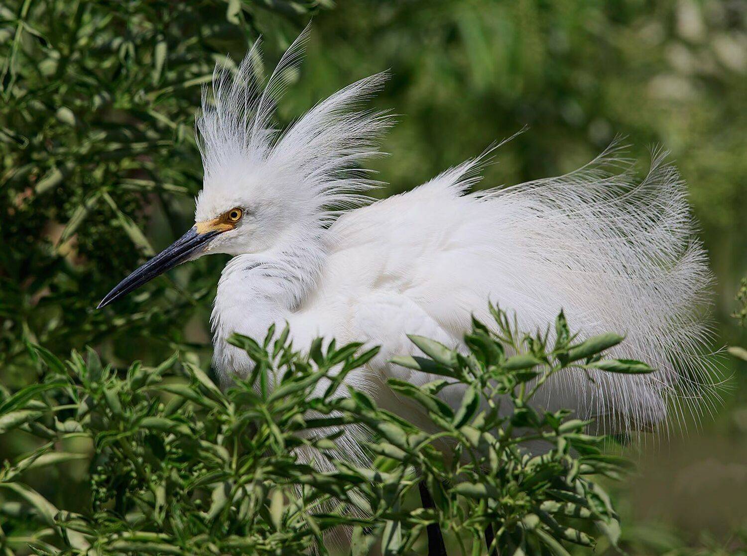florida, heron, snowy egret, американская белая цапля, флорида, цапля, Elizabeth Etkind