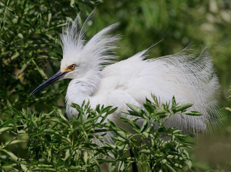 florida, heron, snowy egret, американская белая цапля, флорида, цапля Happy New Year! Американская белая цапля фото превью