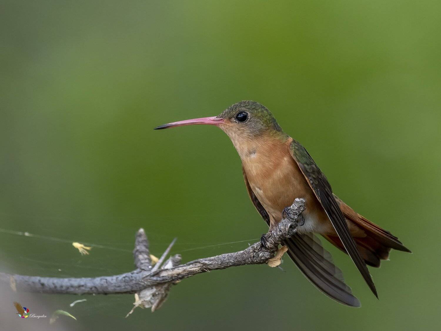 , Fernando Burgalin Sequeira