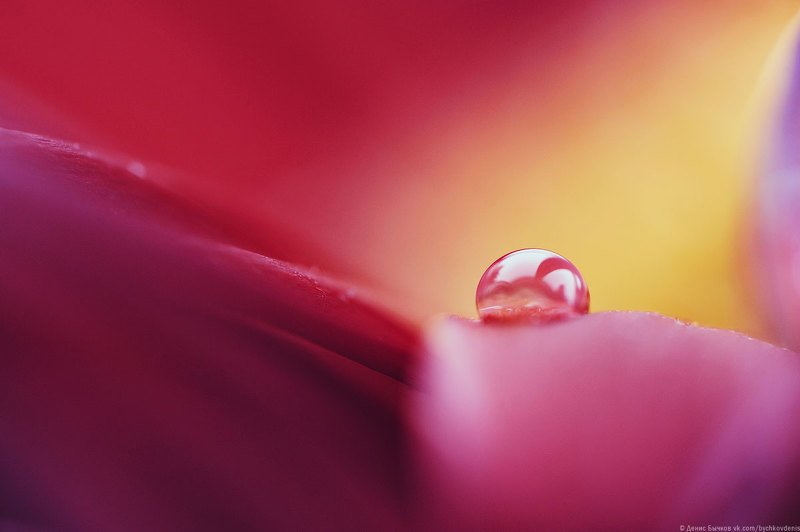 macro *** фото превью