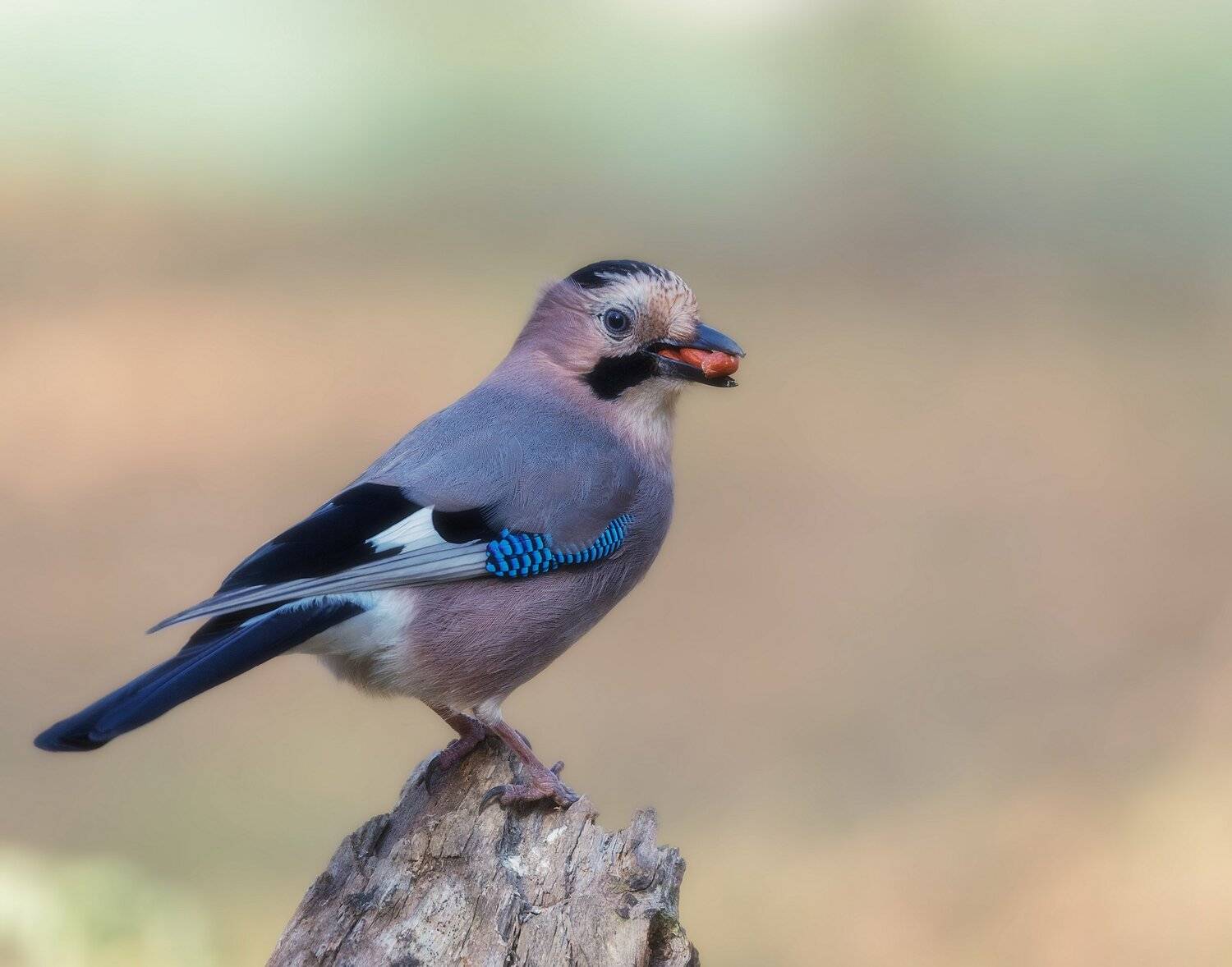 , Alexander Plekhanov