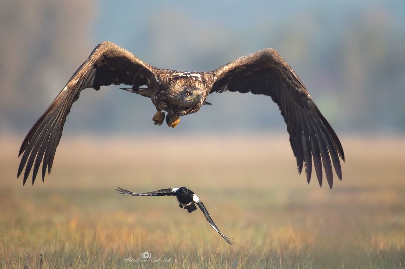 Bielik (Haliaeetus albicilla) фото превью