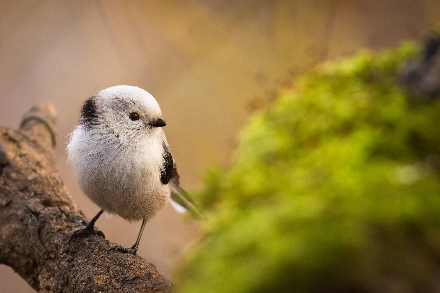 , Robert Adamec