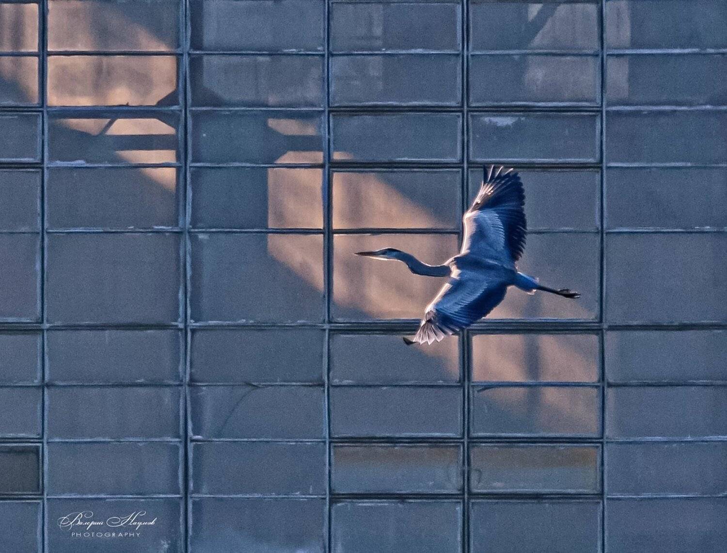 цапля серая, полёт, концепт, клетка, Валерий Наумов