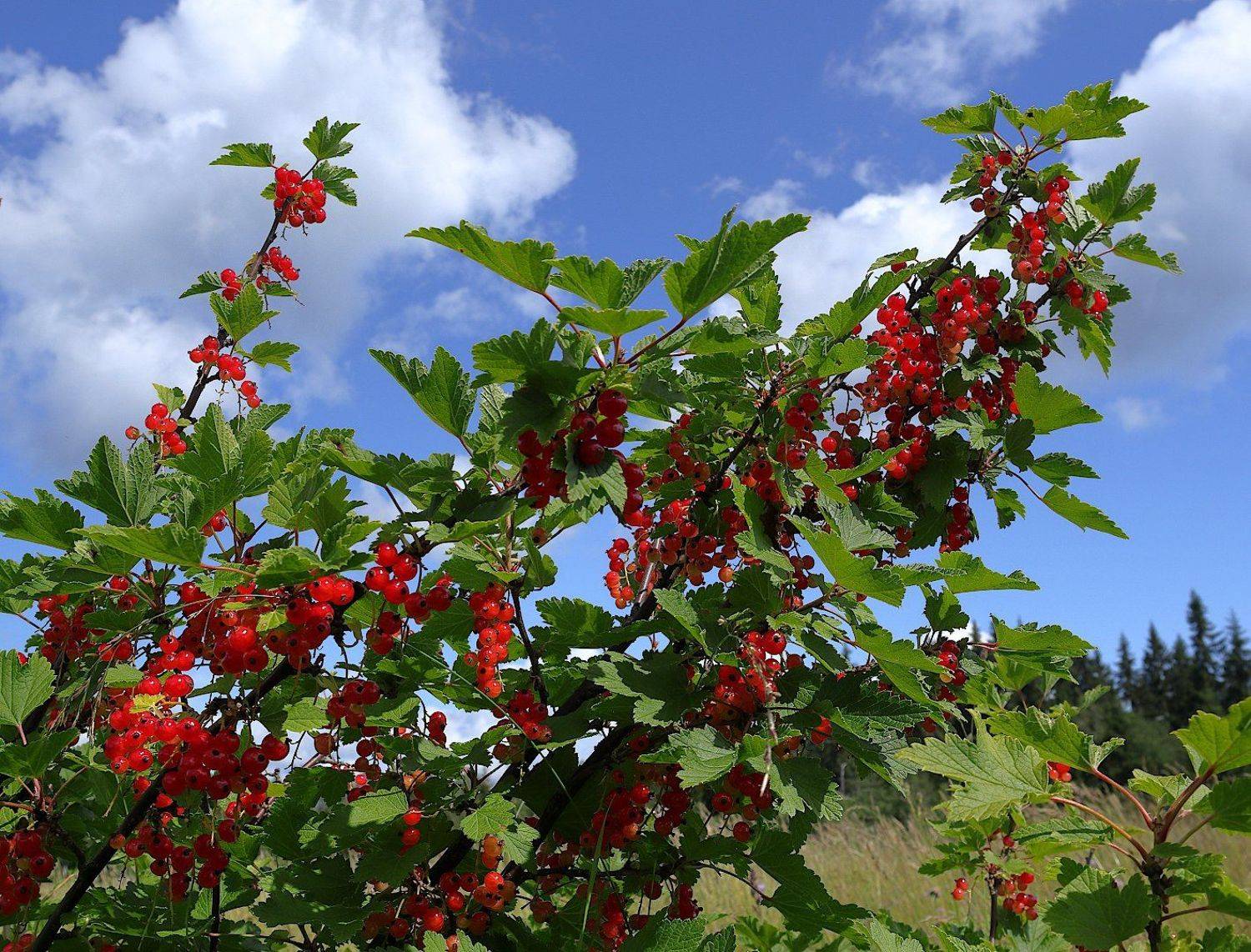 смородина, Александр Зорин