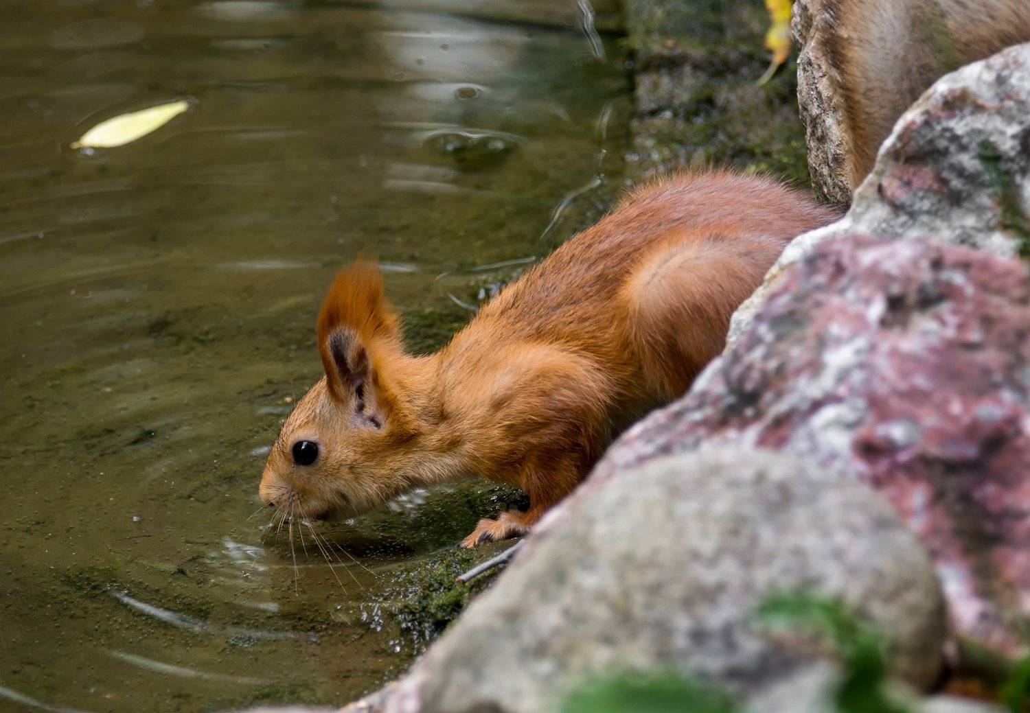 белка, озеро, водопой, Марина Мочалова