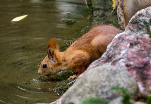 белка у озера..