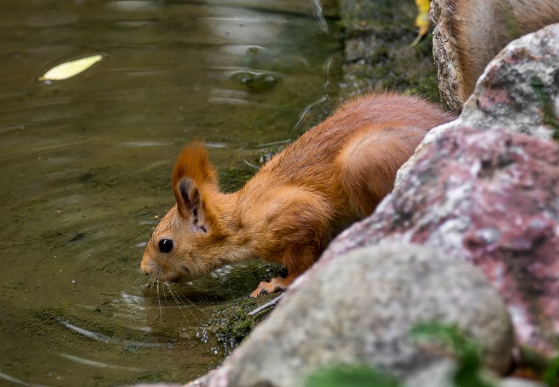 белка, озеро, водопой белка у озера.. фото превью