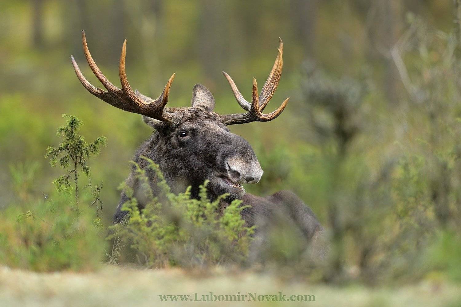 wildlife, moose, elk, poland, nature, Ľubom&iacute;r Nov&aacute;k ٿ