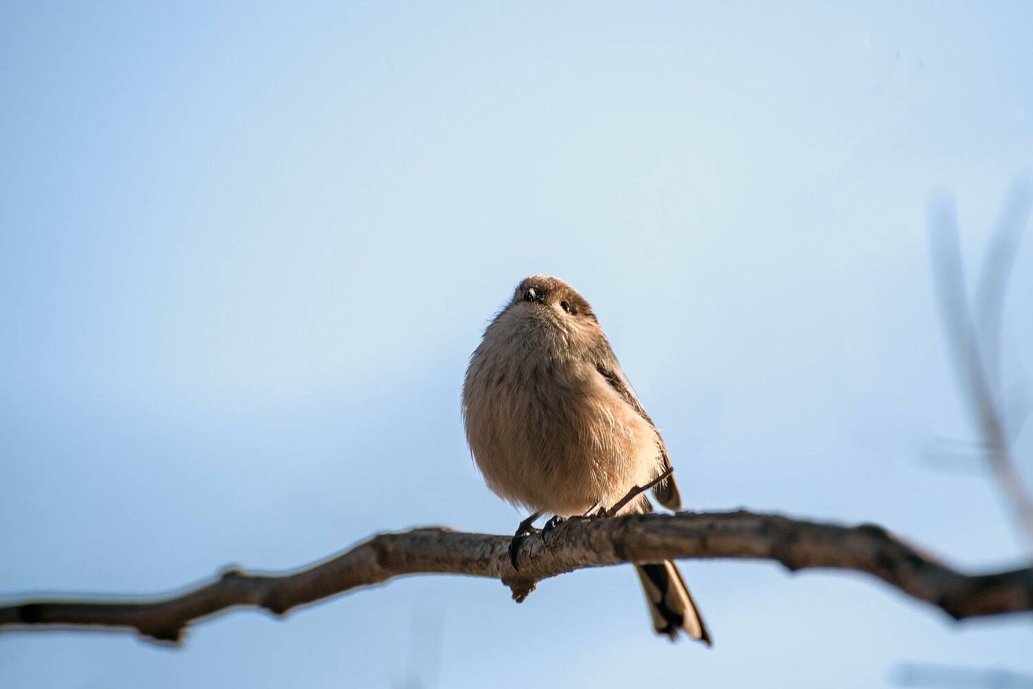 длиннохвостая синица, Алексей Рыльский