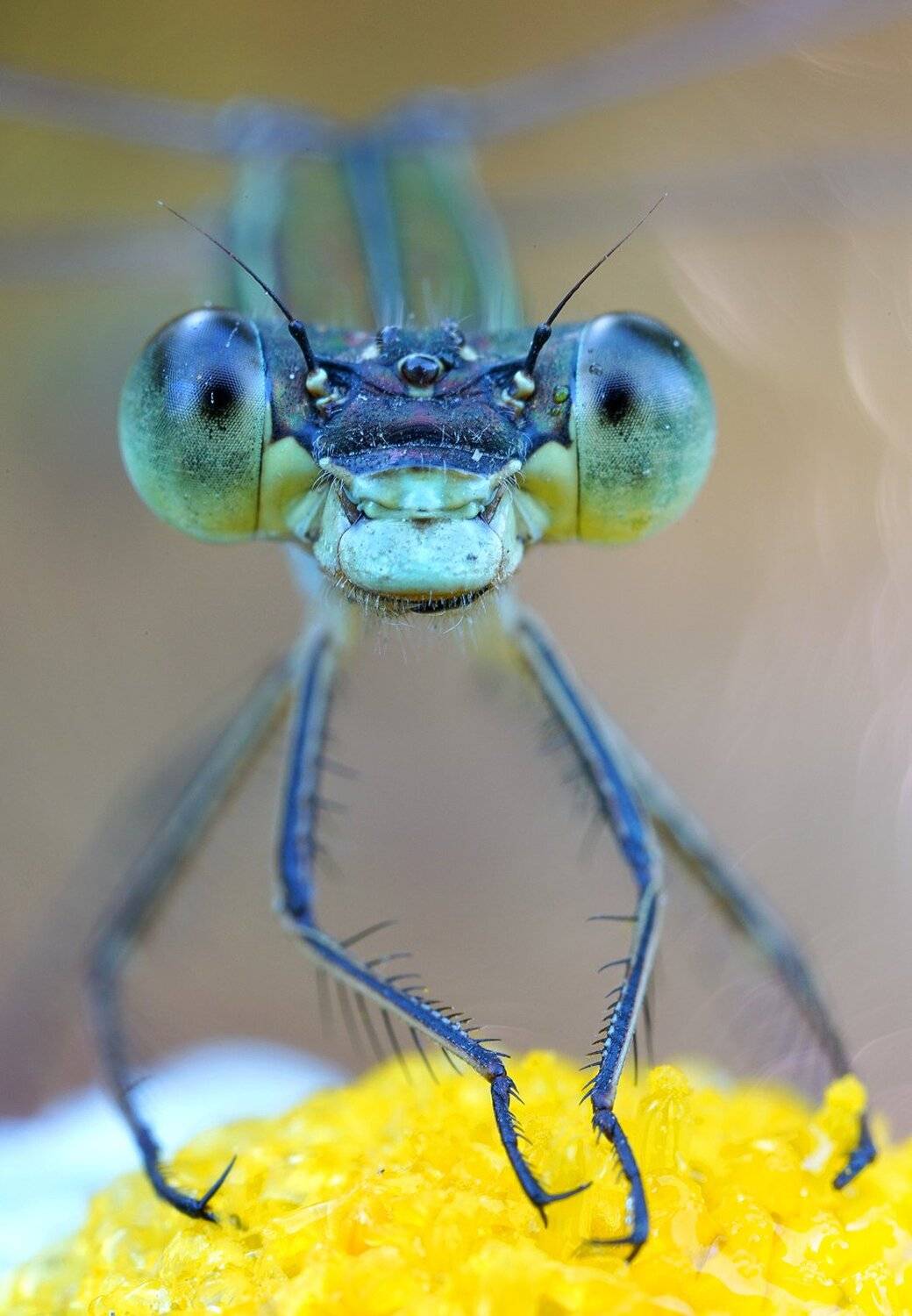 , Кузнецов Дмитрий