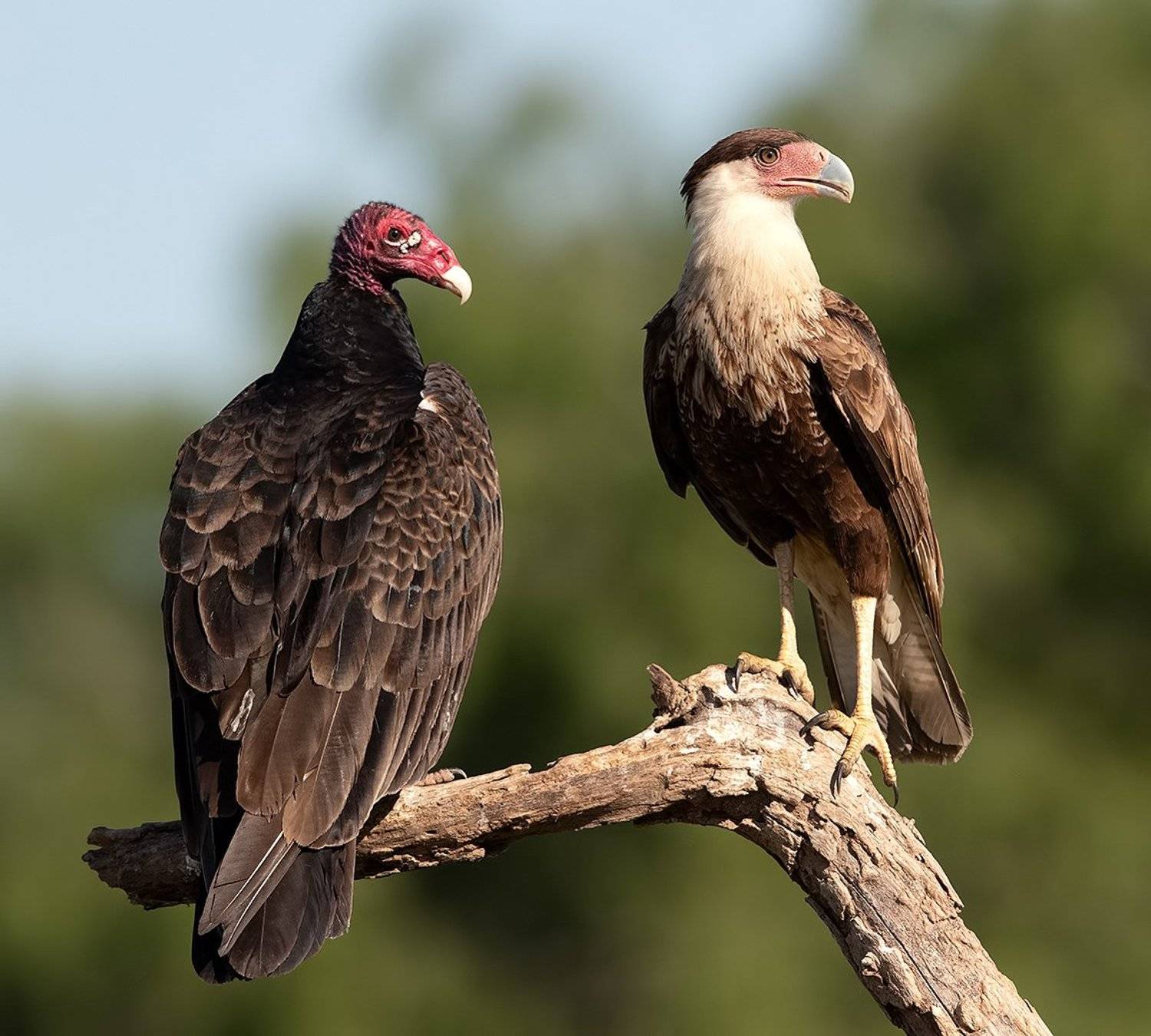 каракара, crested caracara, caracara, tx, texas, хищные птицы, turkey vulture, Elizabeth Etkind