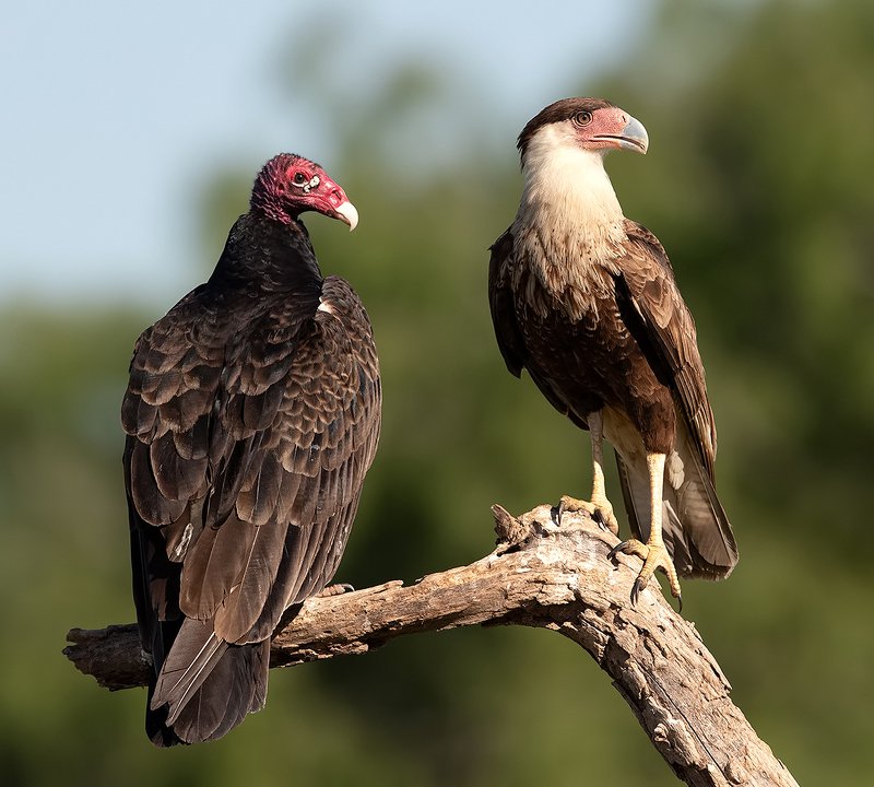 каракара, crested caracara, caracara, tx, texas, хищные птицы, turkey vulture Turkey Vulture & Crested Caracara фото превью